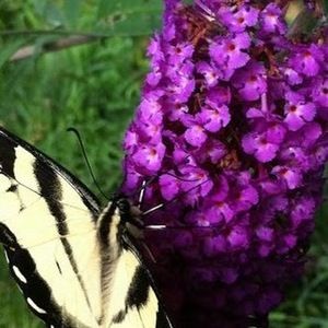 Meet your Posher, Kara